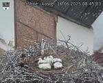 Capi_Dubne_20250616_084503.jpg