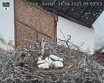 Capi_Dubne_20250616_090003.jpg