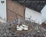 Capi_Dubne_20250616_091002.jpg