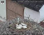 Capi_Dubne_20250616_091503.jpg
