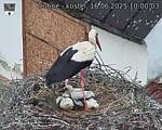 Capi_Dubne_20250616_100003.jpg