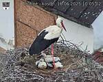 Capi_Dubne_20250616_100502.jpg