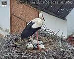 Capi_Dubne_20250616_101002.jpg