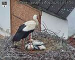 Capi_Dubne_20250616_101503.jpg