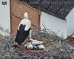 Capi_Dubne_20250616_104003.jpg