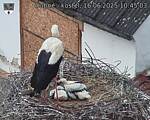 Capi_Dubne_20250616_104503.jpg