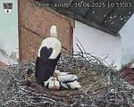 Capi_Dubne_20250616_105503.jpg