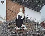 Capi_Dubne_20250616_110003.jpg