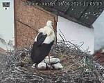 Capi_Dubne_20250616_110503.jpg