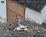 Capi_Dubne_20250616_111003.jpg