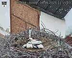 Capi_Dubne_20250616_111503.jpg