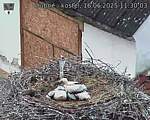 Capi_Dubne_20250616_113003.jpg