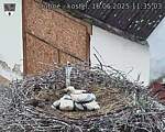 Capi_Dubne_20250616_113503.jpg
