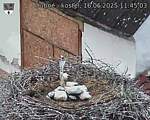 Capi_Dubne_20250616_114503.jpg