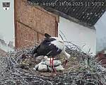 Capi_Dubne_20250616_115002.jpg