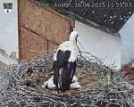 Capi_Dubne_20250616_115503.jpg