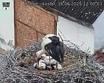 Capi_Dubne_20250616_120003.jpg