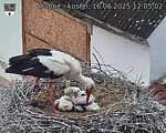 Capi_Dubne_20250616_120502.jpg