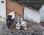 Capi_Dubne_20250616_121003.jpg