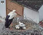 Capi_Dubne_20250616_122003.jpg