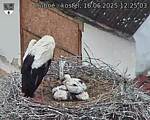 Capi_Dubne_20250616_122503.jpg