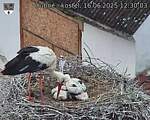 Capi_Dubne_20250616_123003.jpg