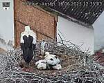Capi_Dubne_20250616_123503.jpg