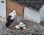 Capi_Dubne_20250616_124003.jpg