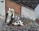 Capi_Dubne_20250616_124503.jpg