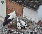 Capi_Dubne_20250616_130003.jpg