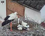 Capi_Dubne_20250616_130503.jpg