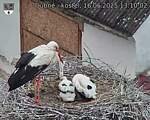 Capi_Dubne_20250616_131002.jpg