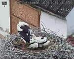 Capi_Dubne_20250616_131503.jpg