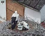 Capi_Dubne_20250616_132503.jpg