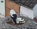 Capi_Dubne_20250616_133003.jpg