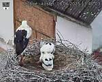 Capi_Dubne_20250616_134003.jpg