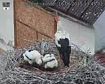 Capi_Dubne_20250616_134502.jpg