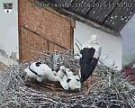 Capi_Dubne_20250616_135002.jpg
