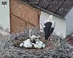 Capi_Dubne_20250616_141502.jpg