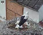 Capi_Dubne_20250616_143003.jpg