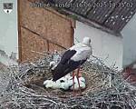 Capi_Dubne_20250616_143502.jpg