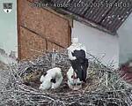 Capi_Dubne_20250616_144003.jpg
