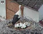 Capi_Dubne_20250616_144503.jpg