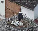Capi_Dubne_20250616_150002.jpg