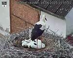Capi_Dubne_20250616_150502.jpg
