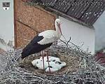Capi_Dubne_20250616_152002.jpg