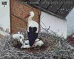 Capi_Dubne_20250616_152503.jpg