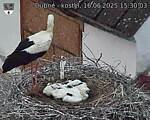 Capi_Dubne_20250616_153003.jpg