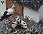 Capi_Dubne_20250616_154002.jpg