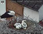 Capi_Dubne_20250616_154503.jpg